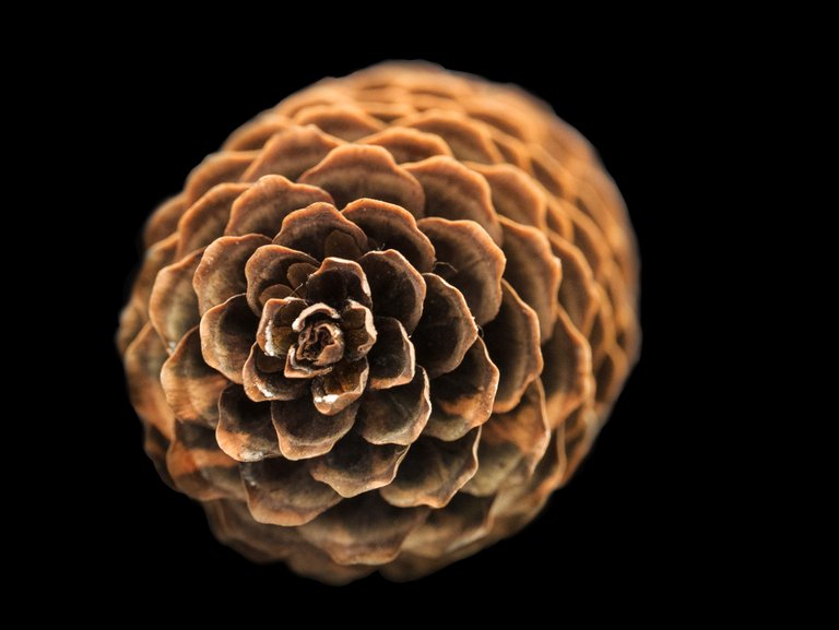 Pinecone__PS__P1070519.jpg