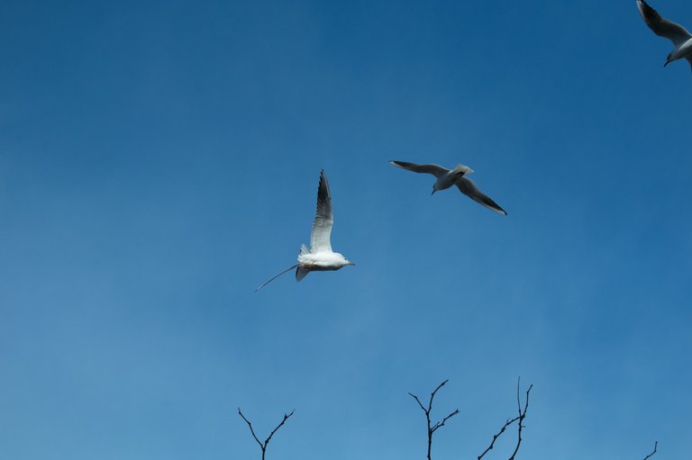 DSC_0535.jpg