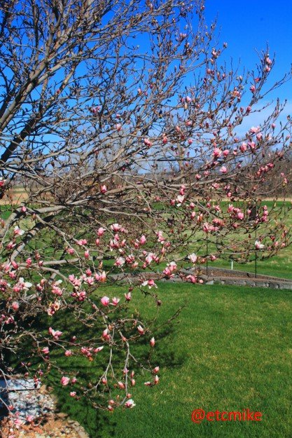 saucer-magnolia-tree-A25-saMag-07.JPG