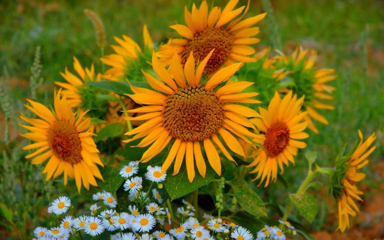 leto-podsolnukhi-summer-sunflowers.jpg