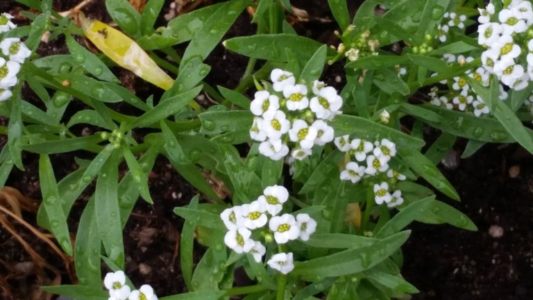 Alyssum Blooms 1.jpg