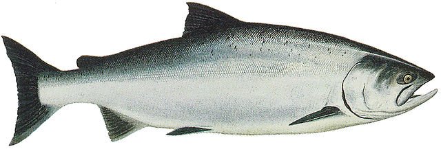 640px-Lake_Washington_Ship_Canal_Fish_Ladder_pamphlet_-_ocean_phase_Chinook.jpg
