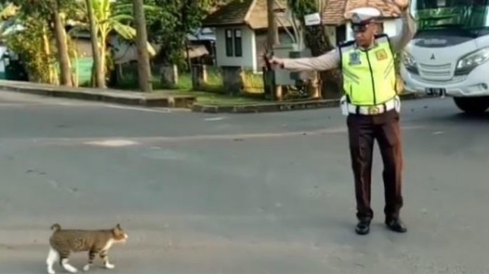 polisi-bantu-kucing-nyebrang-jalan_20180509_140427.jpg