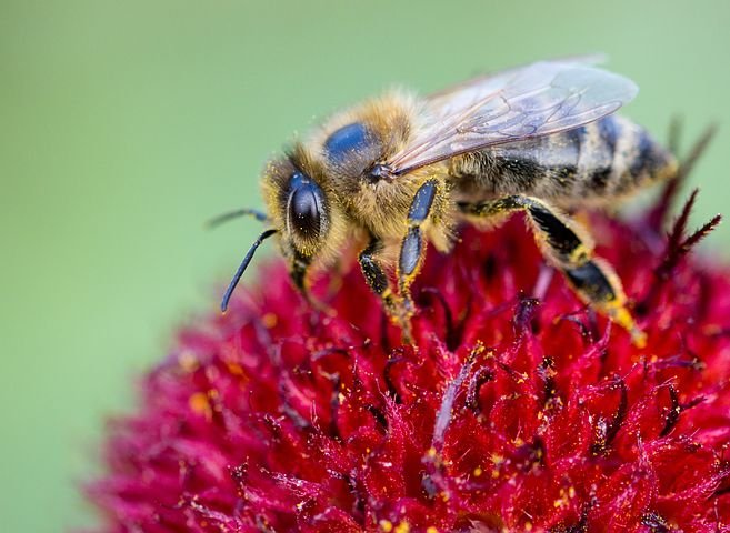 bee-3348973__480.jpg