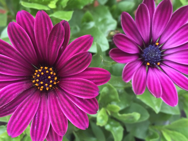 osteospermum twilight.JPG