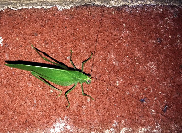 katydid-1658601_1920.jpg