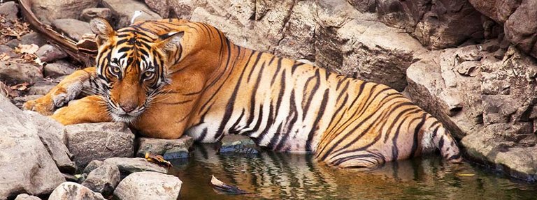 ranthambore-national-park.jpg