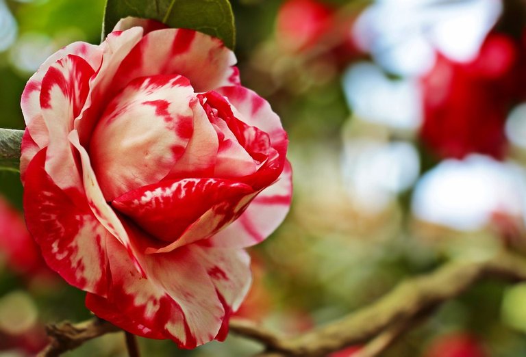 camellia-3327241_960_720.jpg