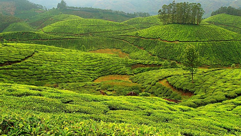 Munnar.jpg