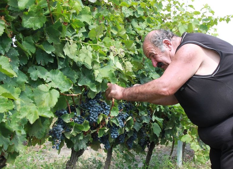 Man picking grapes.JPG