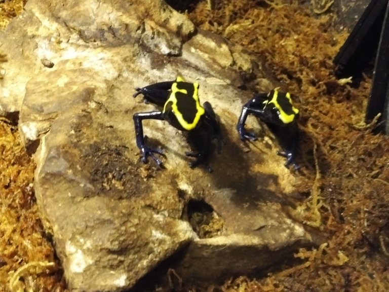 Poison Dart Frog.jpg