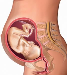 24-weeks-pregnant-fetus.jpg