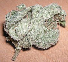 220px-White_Widow.jpg