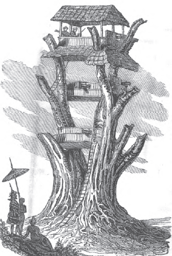 Bandula's_lookout_tree_at_Danubyu.png