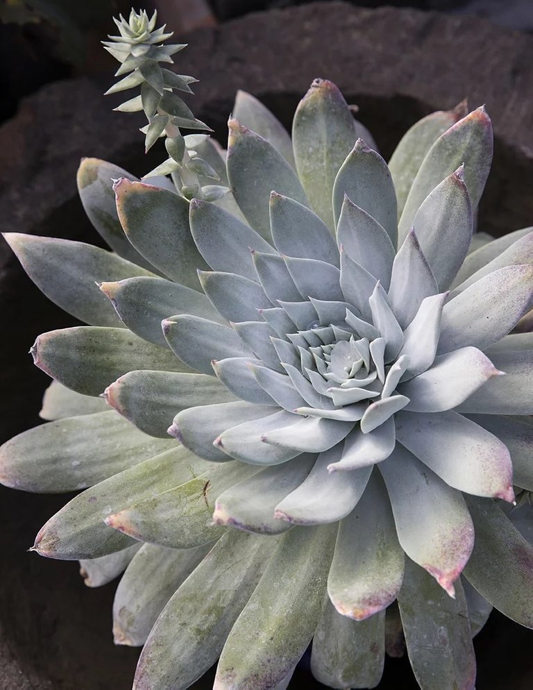 Dudleya.jpg