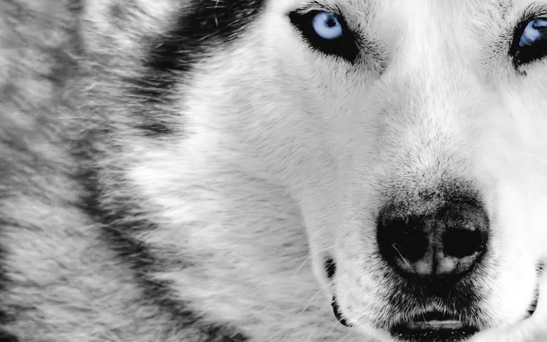 White-Wolf-Desktop-Wallpaper-Hd-Photos-High-Quality-Resolution-Of-Computer.jpg