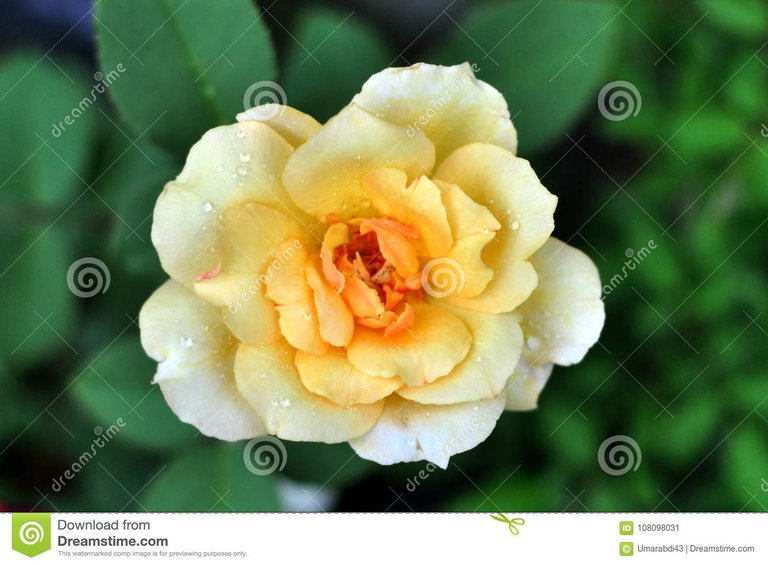 love-butterflies-comes-to-breeding-season-fresh-roses-beautiful-see-108098031.jpg