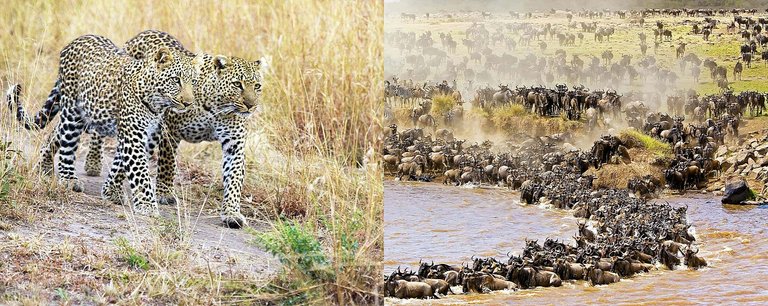 MASAI MARA WILD BEAST MIGRATION.jpg