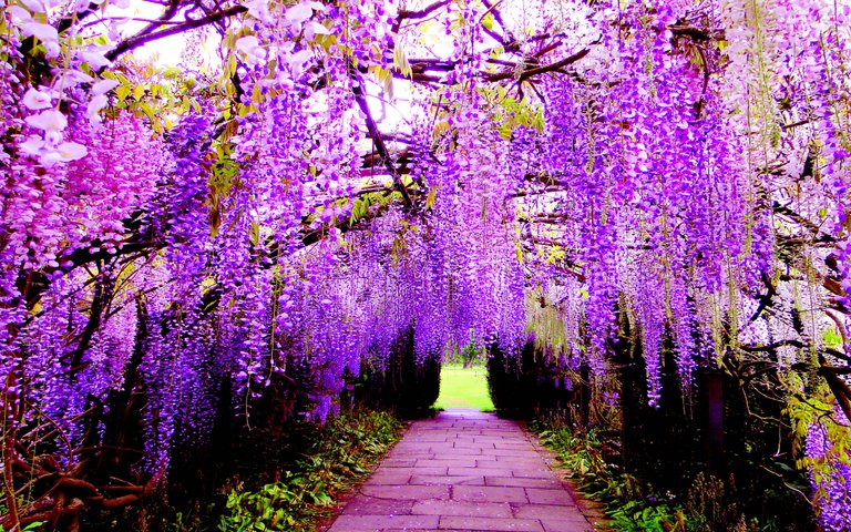 fields-japan-tunnel-garden-wisteria-witeria-wallpapers-hd.jpg