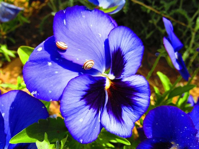 Blue flower.jpg