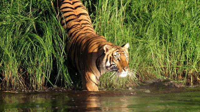 Bengal-Tiger-on-Safari.jpg