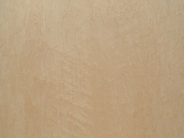 BIRDS EYE MAPLE.jpg