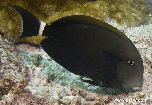 Surgeonfish3.jpg