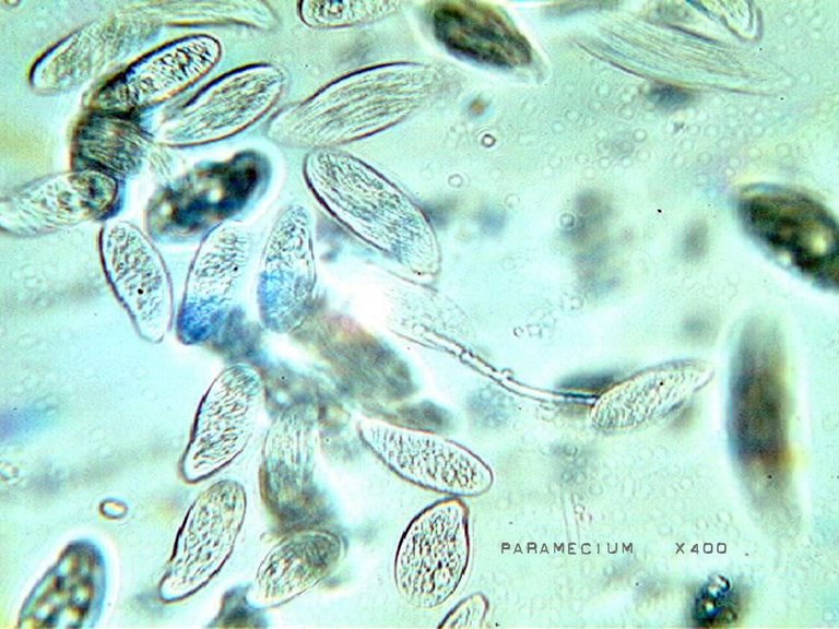 paramecium x400.jpg