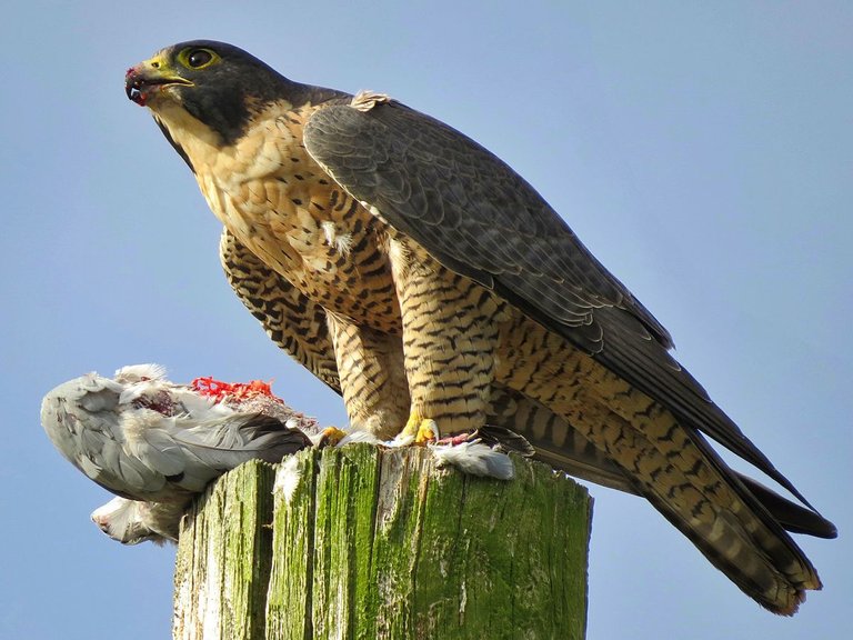 Peregrine_Falcon_with_Kill.jpg