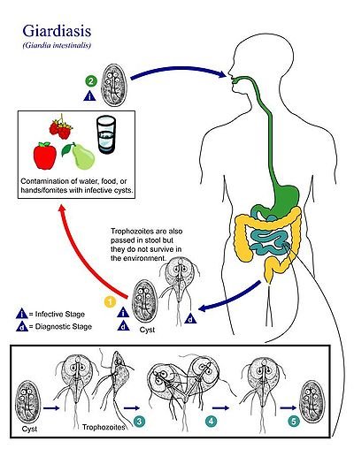 400px-Giardia_lamblia_life_cycle.jpg