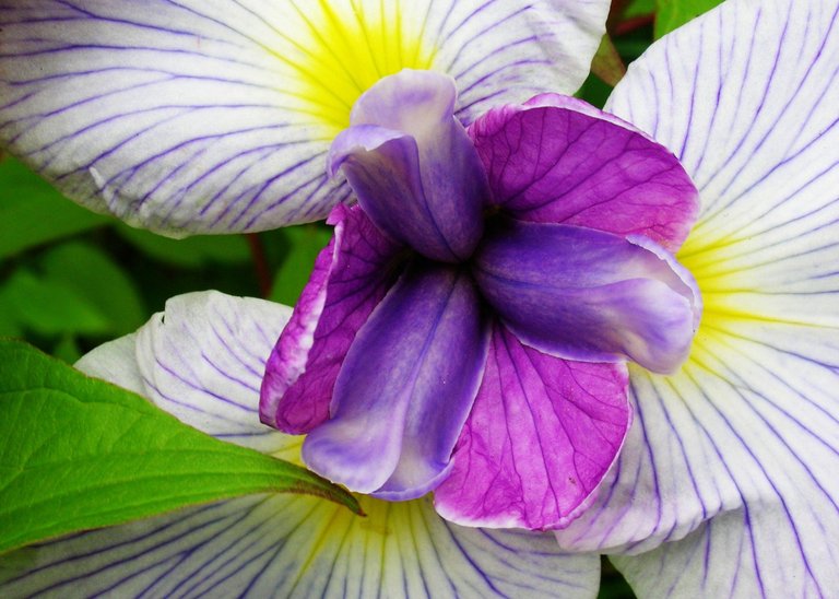 Purple Iris.JPG