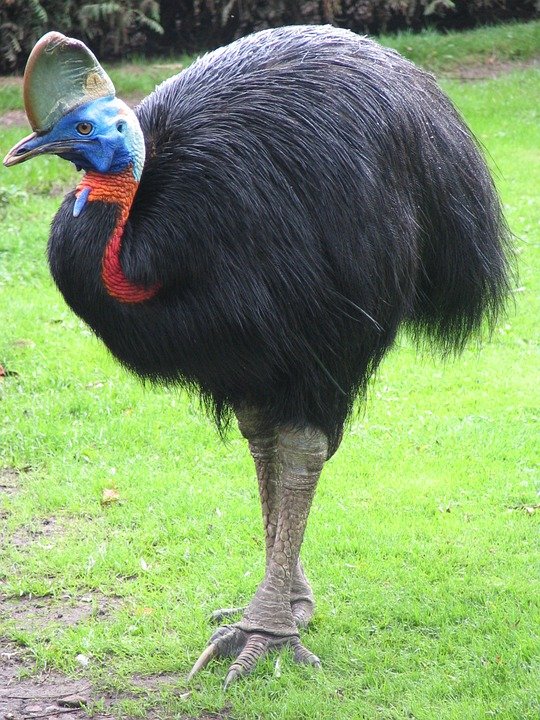 cassowary-245192_960_720.jpg