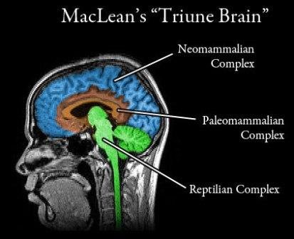 TriuneBrainUpdate-8.9.2012.jpg