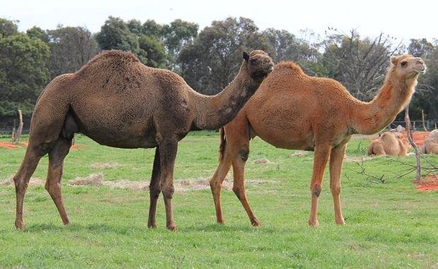 Camels-winter-web-620.jpg