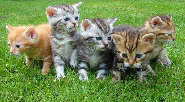 kittens-555822_640.jpg