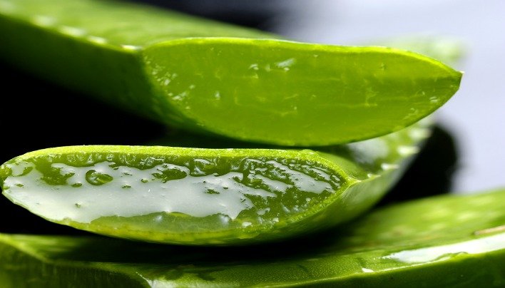 aloe-vera-plant_2.jpg