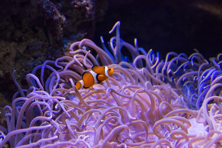 Nemo geht immer-1.jpg
