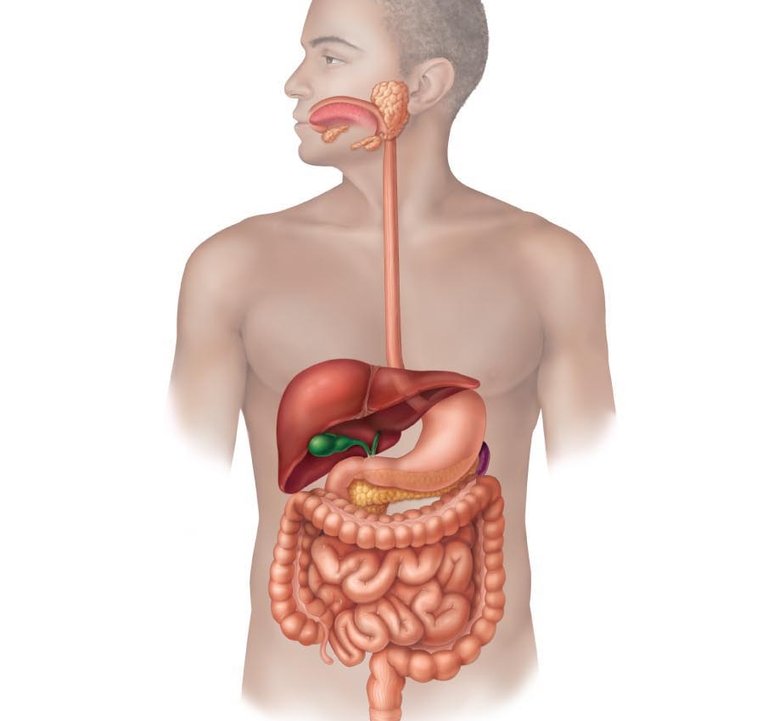 unlabeled-human-digestive-system-digestive-system-thinglink.jpeg