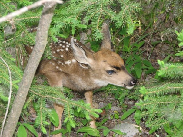 Mule deer fawn2.jpg