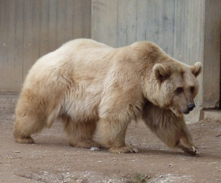 Grizzly Bear + Polar Bear = Grolar Bear.jpg