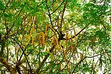 The_tree_and_seedpods_of_Moringa_oleifera.JPG