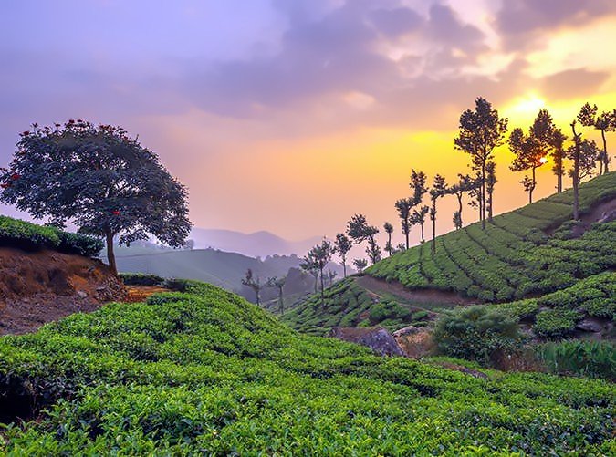 42.Tea Plantations of Munnar, India.jpg