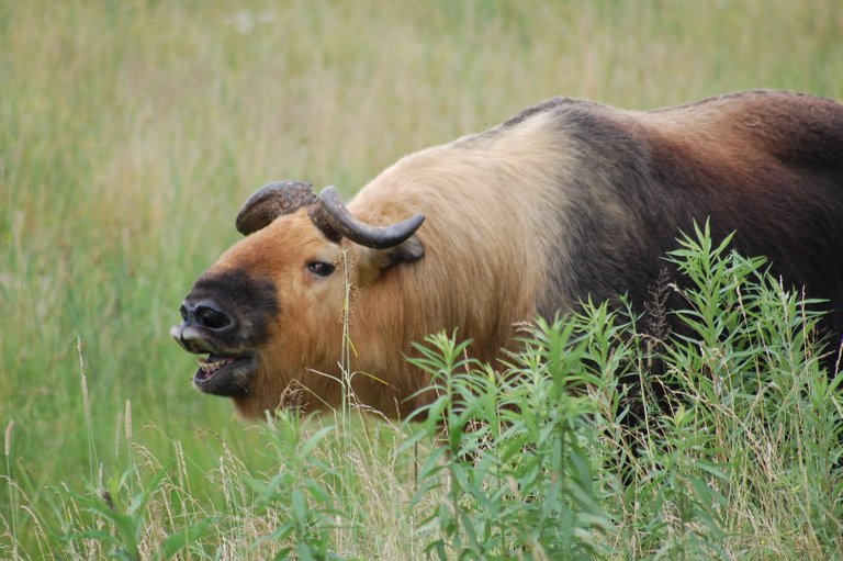 jiuzhaigou-valley takin.JPG