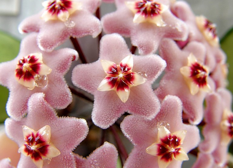 flowers-flower-pink-carnosa-wax-hoya-asclepiad-hairy-hd-quality-1500x1080.jpg