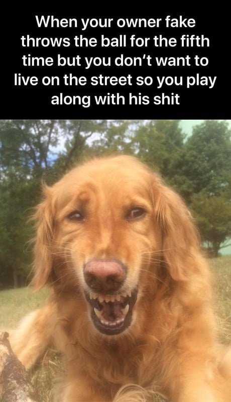 funny doggo.jpg