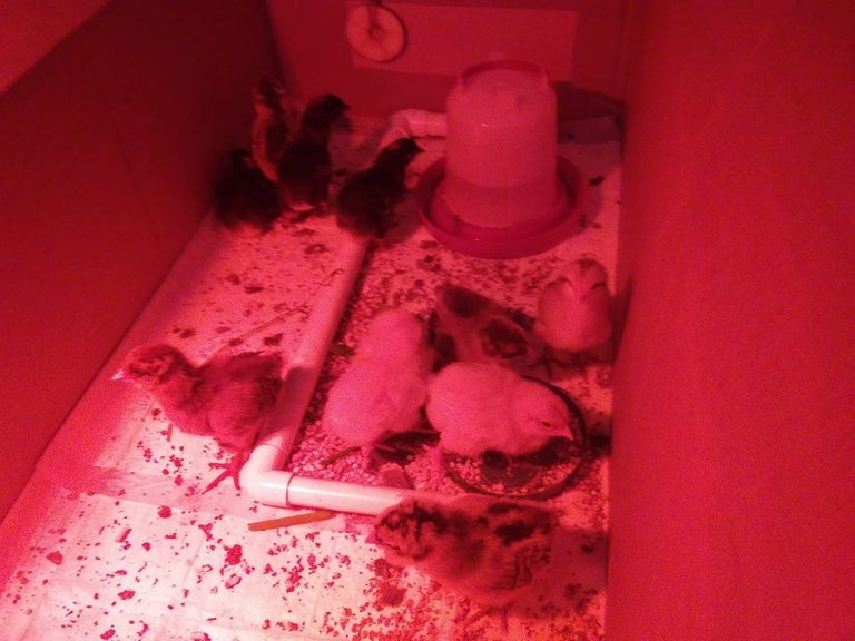 chicks 5.13 old box.jpg