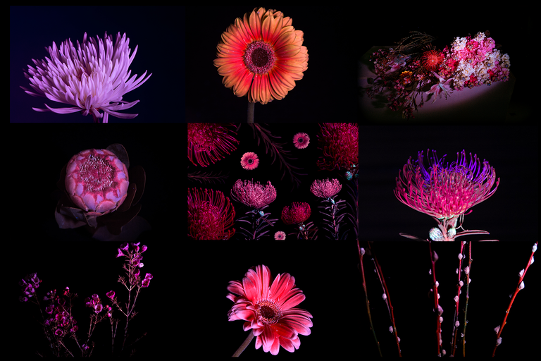 uV flowers cover.png