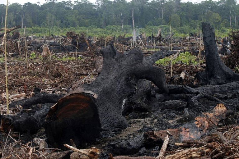 pembakaran hutan.jpg