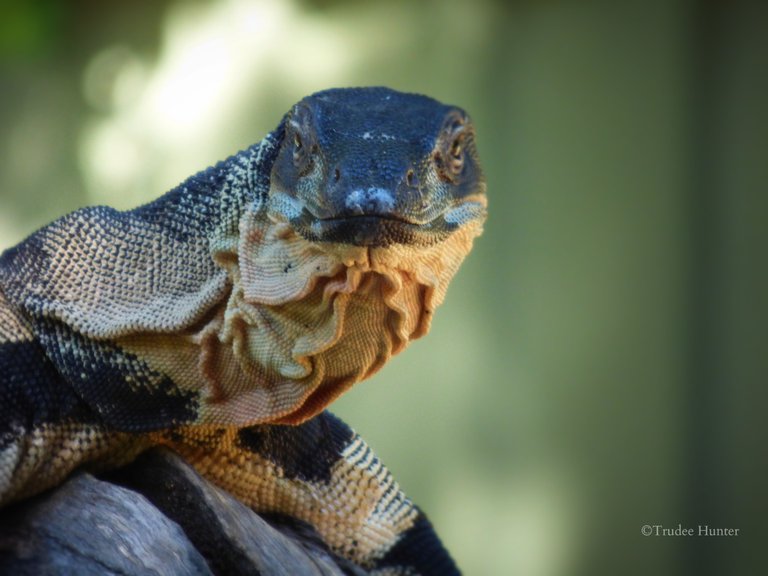 WM Monitor Lizard.2.jpg