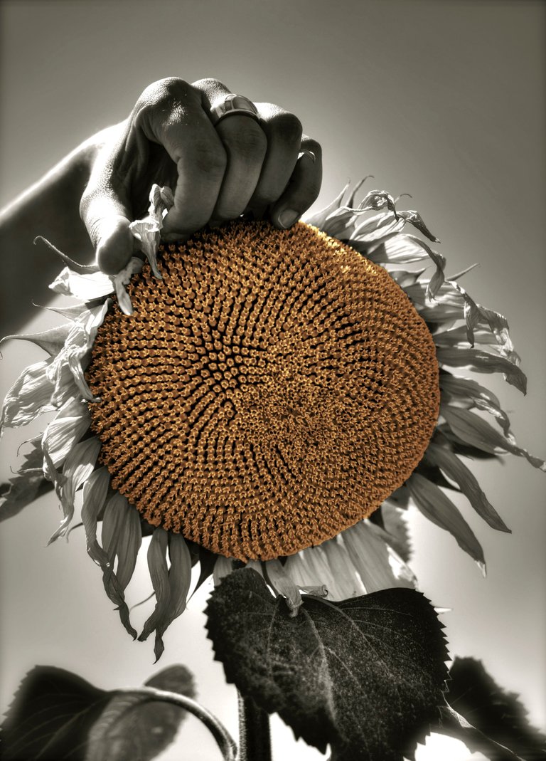 Girasol.jpg